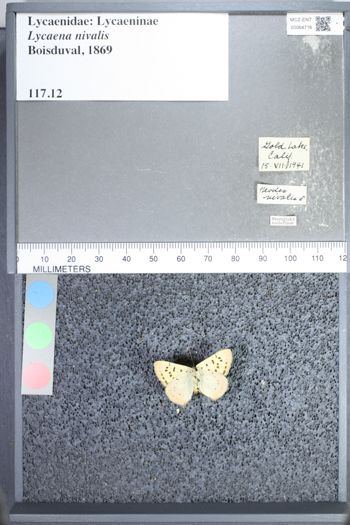 Media type: image;   Entomology 64716